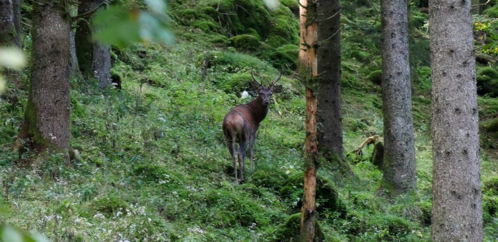 Cervo nel bosco del Cansiglio